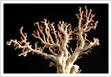 白珊瑚の原木