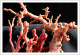 紅珊瑚の原木