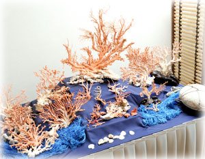 珊瑚の原木展示