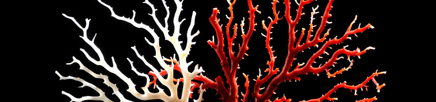珊瑚　深海中的神秘宝石　CORAL COLLECTION