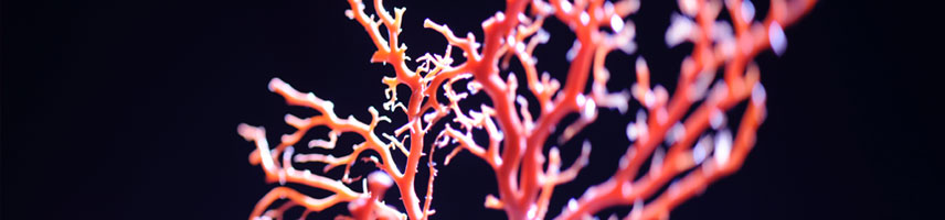 珊瑚　深海中的神秘宝石　CORAL COLLECTION